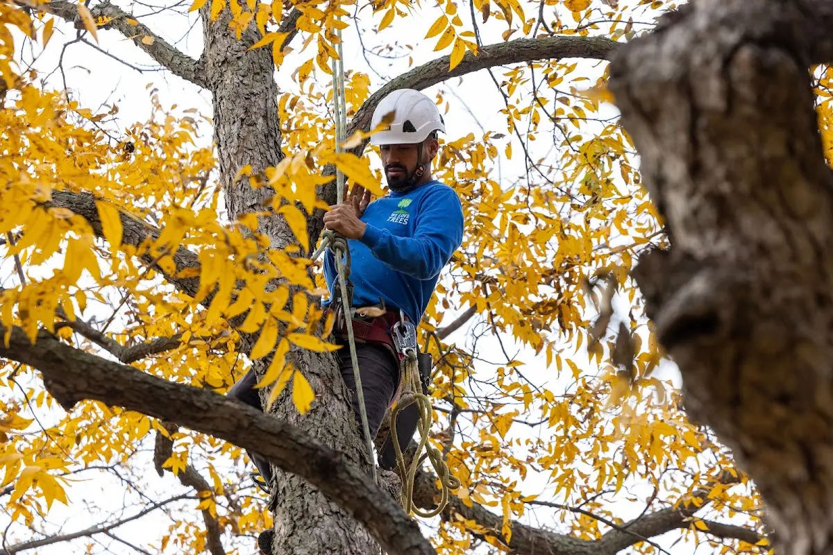 Skilled Stump Grinding crew working in Denver