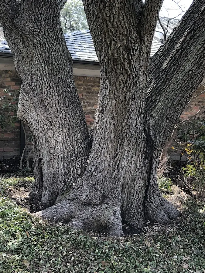 Mature heritage tree close to a Denver property cared for by certified arborists