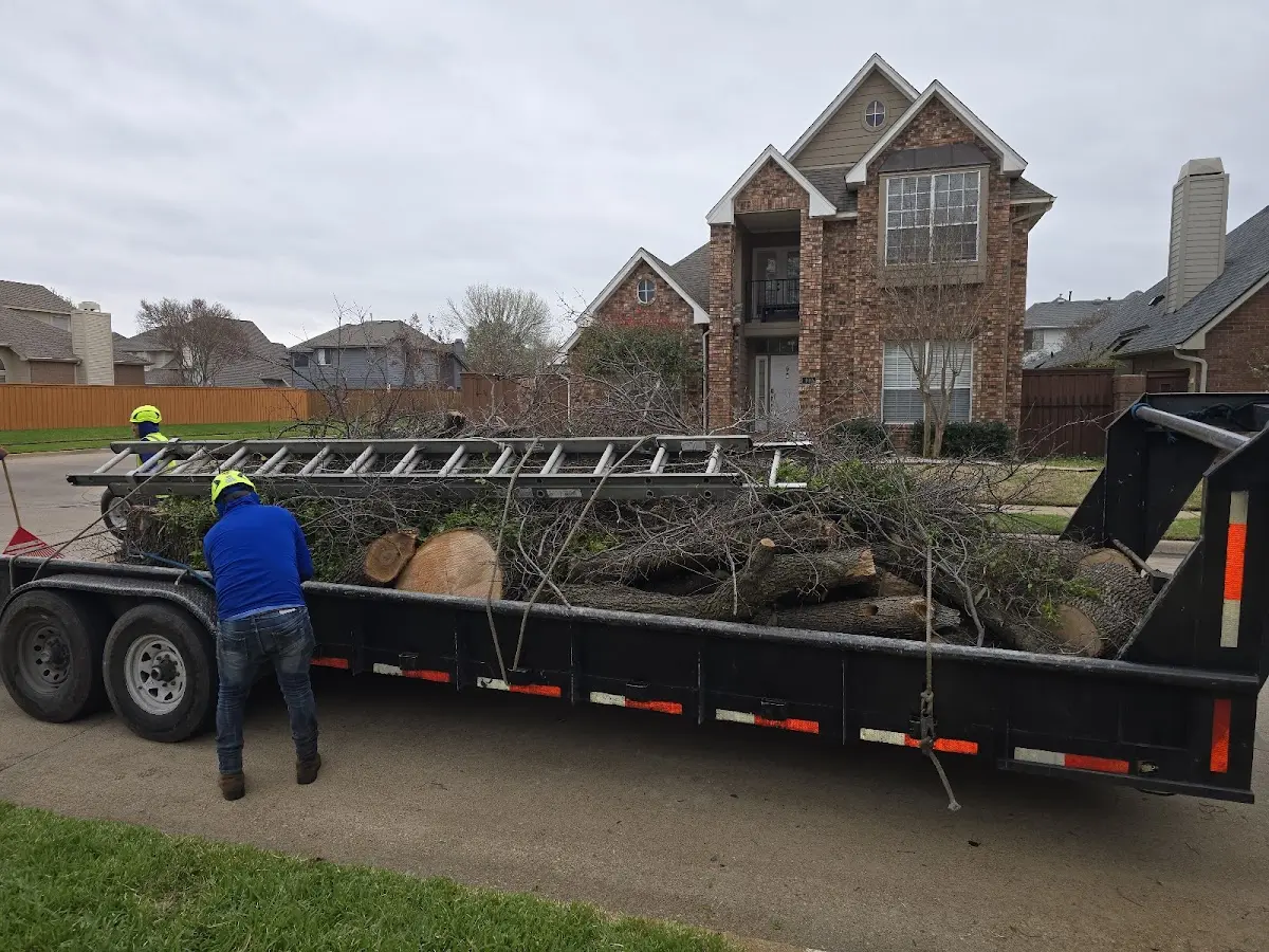 Expert Tree Fertilization with proper safety equipment in Denver